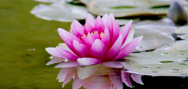 Ce simbol crezi că descrie cel mai bine ianuarie pentru tine?