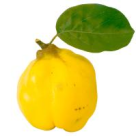 Pui cu gutui in sos de lapte 