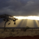 Safari - Intoarcerea la natura costa mult