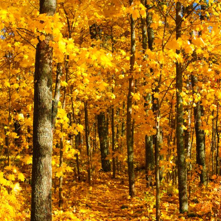 Un galben de poveste 