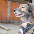 Ce faci atunci când găsești un animal singur:  Ghid complet în 10 pași de salvare a câinilor și pisicilor de pe stradă