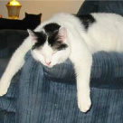 Cele mai haioase pisici somnoroase