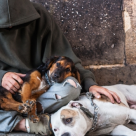 Experiment social emotionant