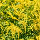 Ambrozia – planta care îți poate transforma vara într-un coșmar