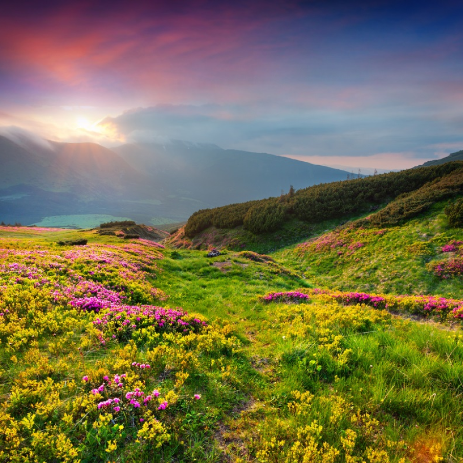 Peisaj de vara de pe crestele inflorite si pline de verde ale Carpatilor din Ucraina 