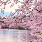 Sakura, spectacolul cireșilor înfloriți din Japonia: Imagini desprinse parcă din Rai