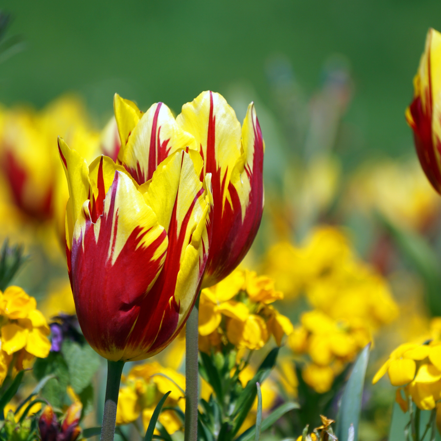 Lalele în două culori