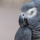 Raportul Planeta Vie: Am pierdut 68% din populațiile de vertebrate din fauna sălbatică, în medie, din 1970