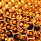 Leacul Ayurvedic minune: mierea cu scortisoara