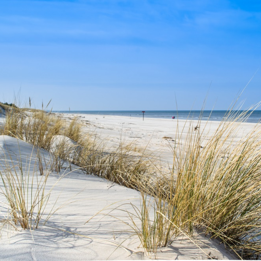 Iarba de mare leganata de briza marii pe o plaja alburie din Polonia (Marea Baltica)