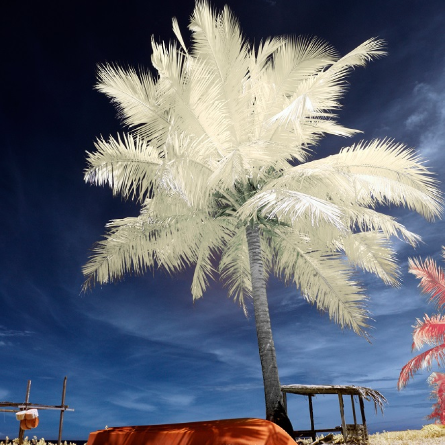 La umbra (lumina) unui palmier măreț