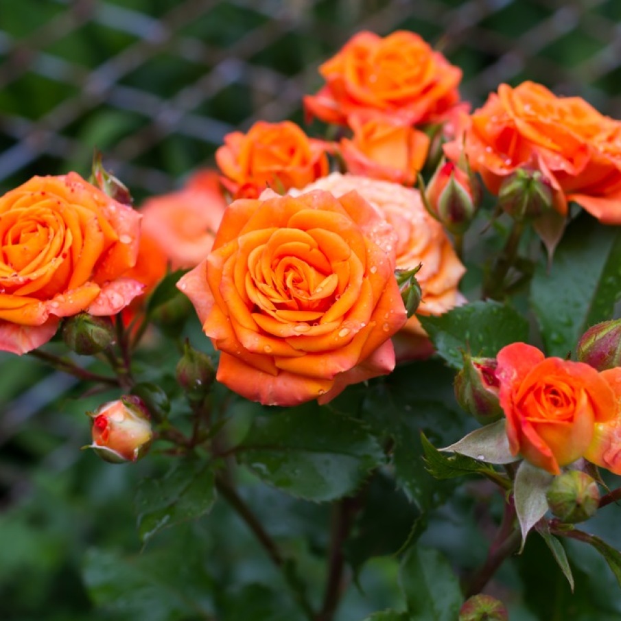 Trandafirii și iubirea 