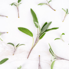 Planta celor 1000 de virtuți! Întărește corpul și alină sufletul