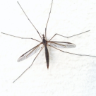 Ministerul Sanatatii: Cum sa va protejati impotriva tantarilor