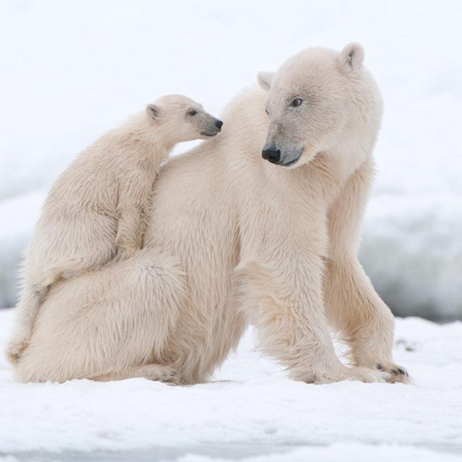 Ursi polari: afectiune in zapada 