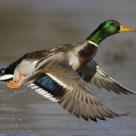 Rata cu minte de om – LA ASTA NU TE-AI GANDIT NICIODATA!