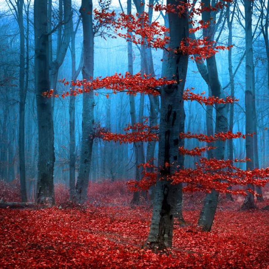 Zi cu ceata in padure 