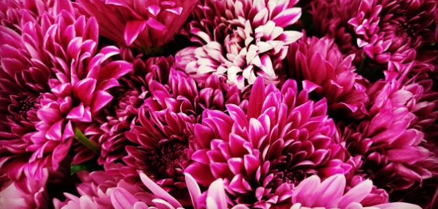 Ce nuanta au aceste flori?