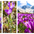 Au înflorit frumoasele brândușe peste România –covoare vii de violet delicat. Imagini cu peisaje rupte din Rai!