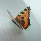 Cu noua Wiesana arati bine si te simti bine!