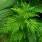 Planta banală care „taie hrana” celulelor canceroase. Efectul i-a uimit pe cercetători