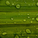 Spune stop transpiratiei intr-un mod naturist