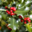 Reguli in terapiile naturiste pe care trebuie sa le cunoasteti