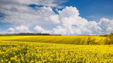 Imagini de vis cu cele mai frumoase lanuri de rapiță - galbenul absolut al lunilor aprilie/mai!