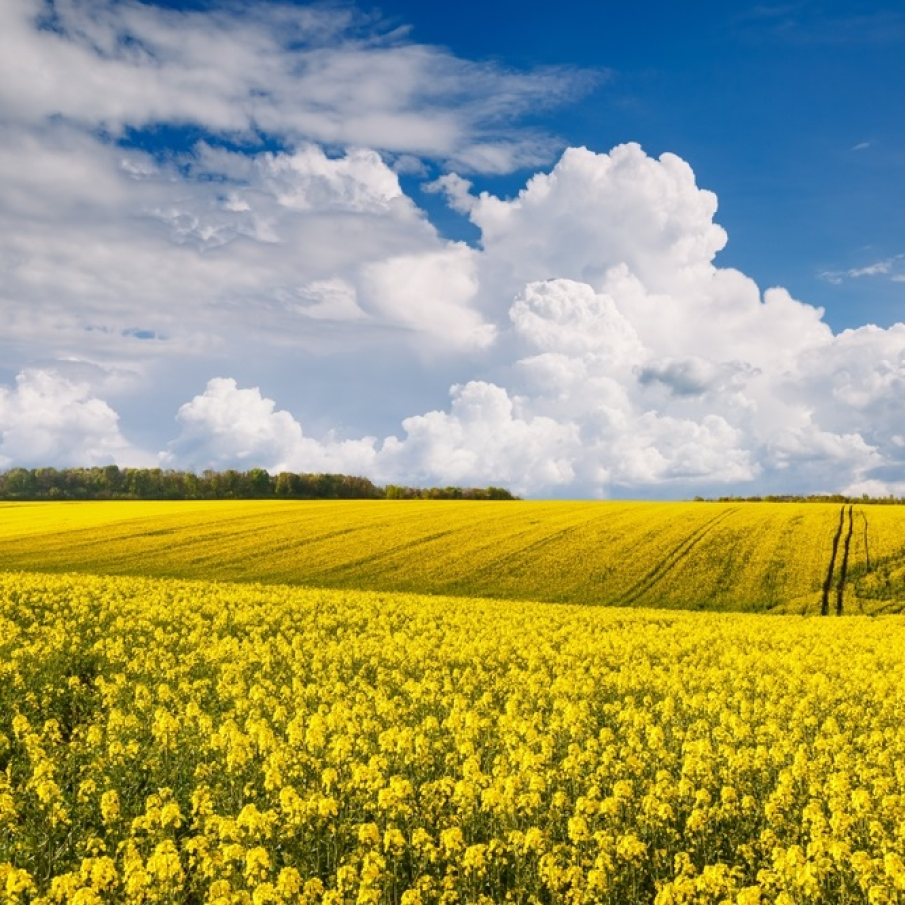 Imagini de vis cu cele mai frumoase lanuri de rapiță - galbenul absolut al lunilor aprilie/mai!