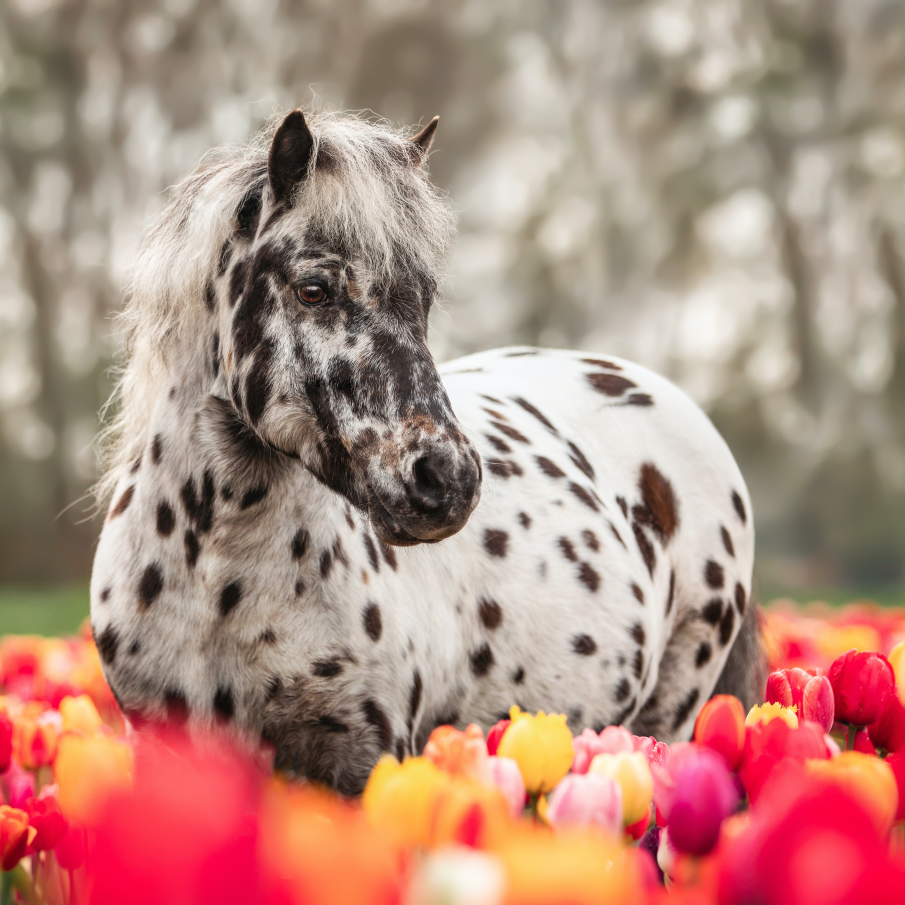 Un cal săbatic se bucură de frumusețea lalelelor