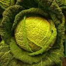 Varza alba - o minune naturala