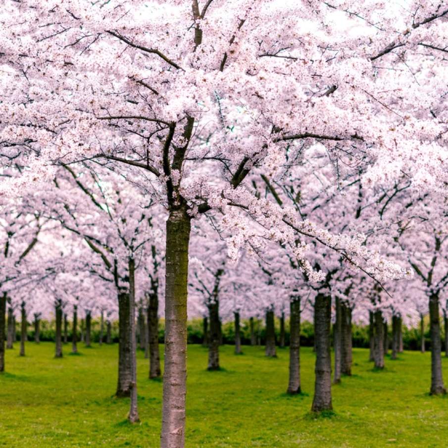 Grădina minunilor și a cireșilor japonezi în floare - spectacol surprins in Amsterdam 