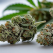 THCA si THC: Relatia precursor-produs