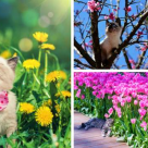 Sunt cele mai simpatice din lume: 16 imagini care iti arata cum stiu pisicutele sa se bucure de primavara!