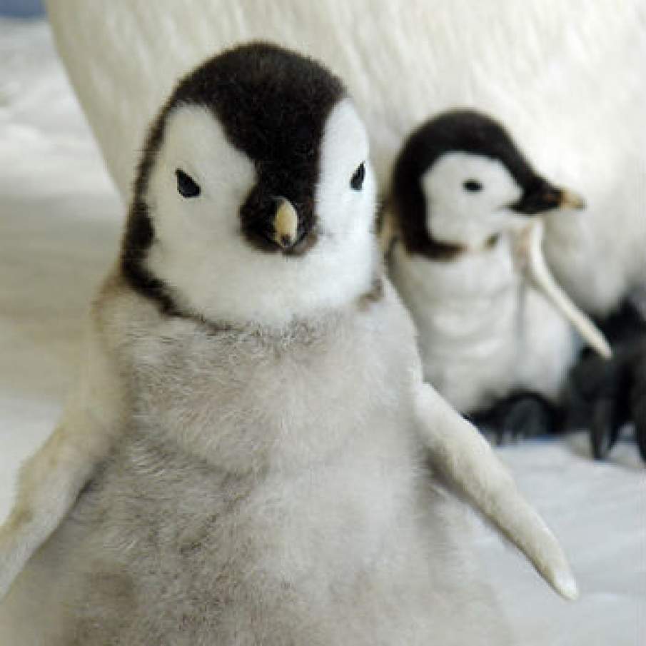 Pui de pinguini