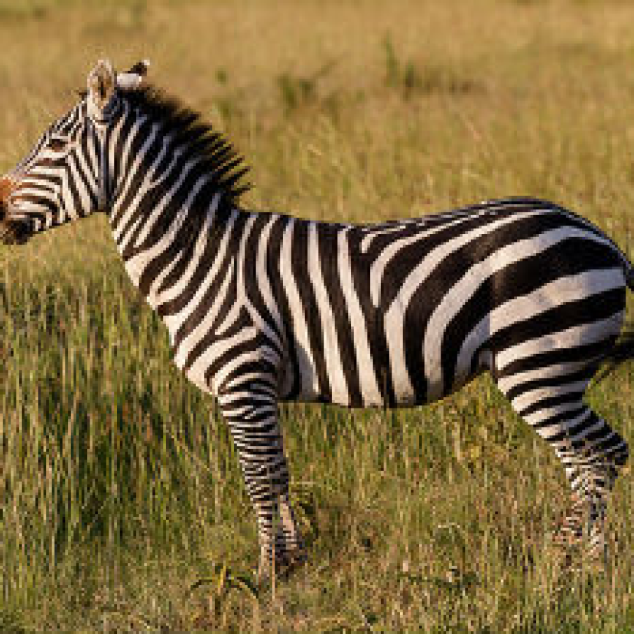 Zebra