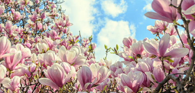 Acestea sunt flori de...