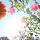 VITAMINA SOARELUI: Intelege beneficiile nemaipomenite ale Vitaminei D