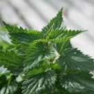 Urzica - 15 beneficii spectaculoase pentru sanatatea noastra