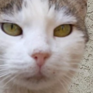 Încotro se duc prietenii blănoși atunci când mor? Sper că există în Rai un loc special unde patrupezii să dea fericiți din codițe! 