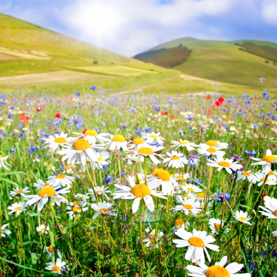 Margarete cochete si flori salbatice multicolore