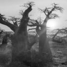 Aceasta artista a fotografiat timp de 14 ani cei mai spectaculosi si batrani copaci ai lumii. Vezi imagini cu copacii antici!