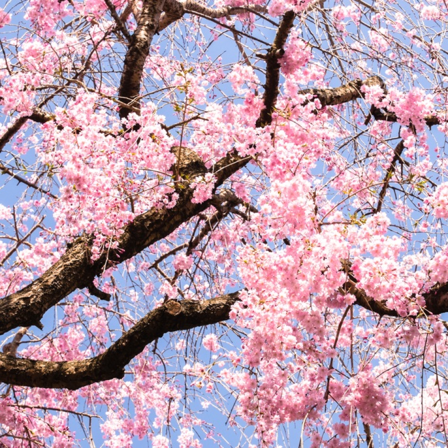 Să avem atâtea zile fericite câte flori are acest copac și viața tot ar fi unică și frumoasă 