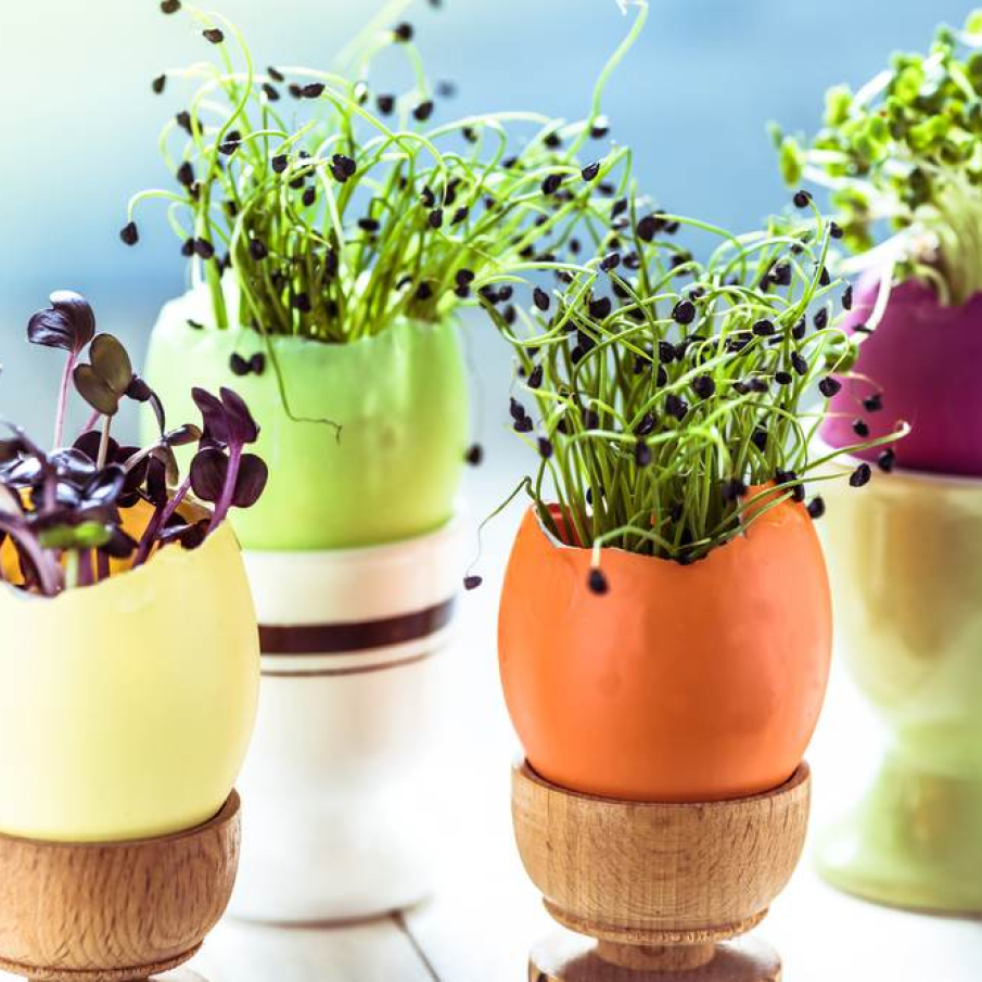 Suporturi de oua cu coji de oua umplute cu diversi germeni