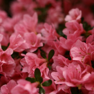 20 de imagini de primavara