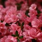 20 de imagini de primavara