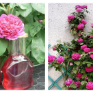 8 lucruri fascinante pe care nu le știați despre trandafiri