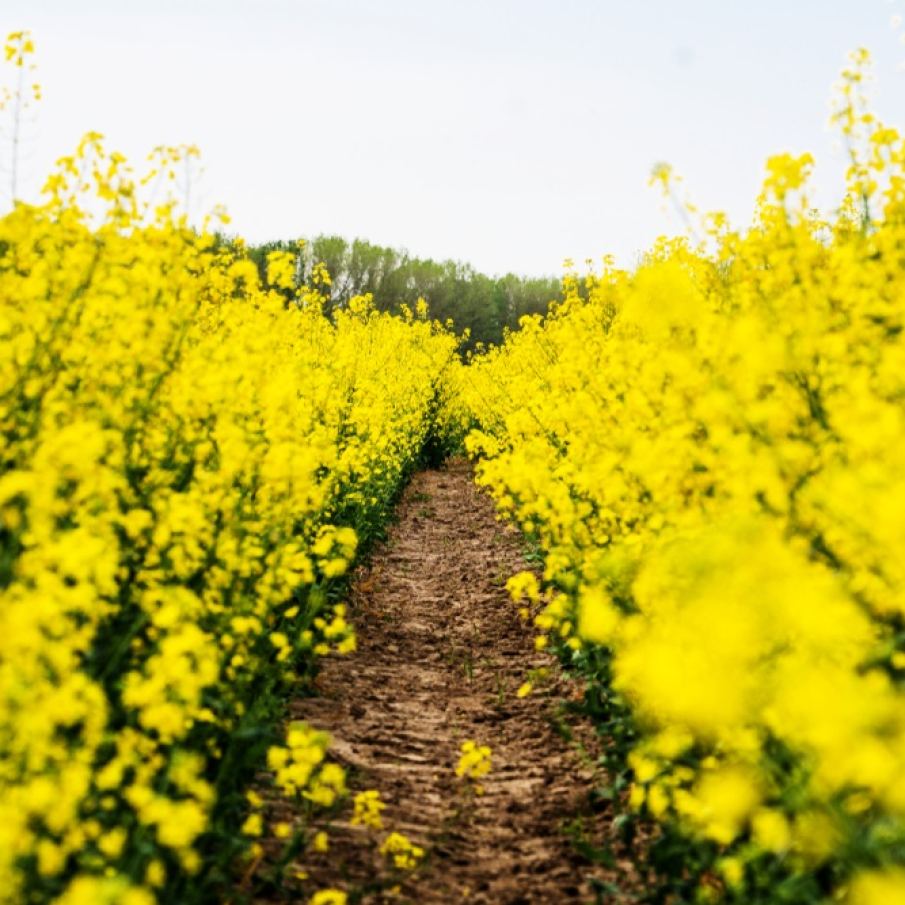 Imagini de vis cu cele mai frumoase lanuri de rapiță - galbenul absolut al lunilor aprilie/mai!