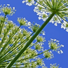 Branca Ursului - miracolul medicinal romanesc 