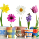 Ghivece de gradina din pet-uri